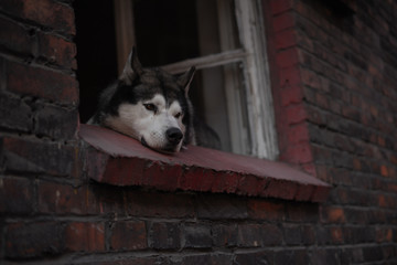 A husky dog in a window frame - obrazy, fototapety, plakaty