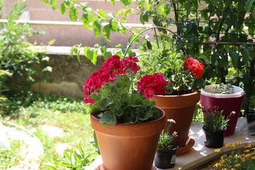 Fototapeta na wymiar Beautiful bright garden geranium flowers in pot