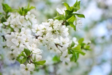 white apple flowers, selective focus