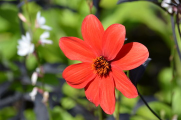 Red dahlia flower in a garden in a sunny summer day, close up
