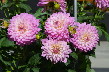Group of pink dahlia flowers in a garden in a sunny summer day, close up