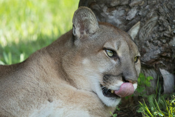 Mountain Lion (Cougar) with tongue out
