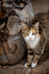 Funny homeless gray cat.
