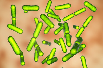 Probiotic bacteria Bacillus clausii, 3D illustration. B. clausii is a rod-shaped Gram-positive aerobic bacterium used to restore microflora of intestine