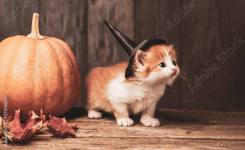 ginger kitten and halloween pumpkin jack-o-lantern on black wood background.