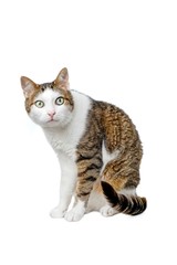 Cute tabby cat sitting and looking curious to the camera - Isolated on white.