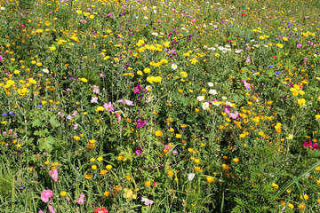 fiori colorati in un campo del parco, 