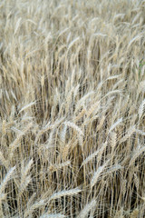 Ripe wheat field, yellow wheat ears close up