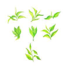 Green tea leaves collection isolated on white background. Hand drawn watercolor illustration.