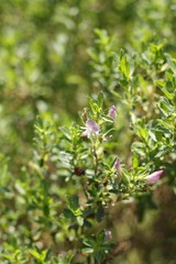 Spiny restharrow (Ononis spinosa)