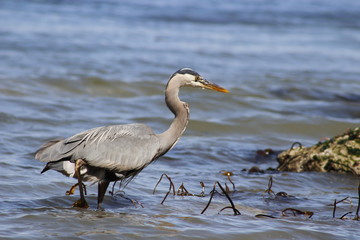 Great Blue Heron Ardea herodias - Fort Myers Beach, Florida