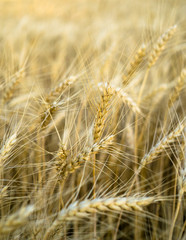 Ripe wheat field, yellow wheat ears close up