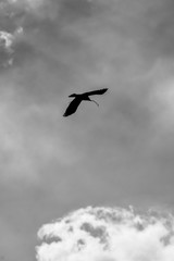 Building The Nest