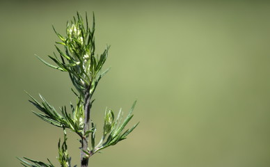 Green tall grass on a summer meadow. The background is blurred.