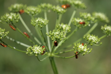Insects mate on the inflorescence of meadow grass. The background is blurred.
