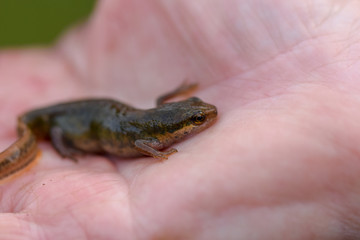 Obraz premium Smooth Newt (UK Common Newt) in hand, close