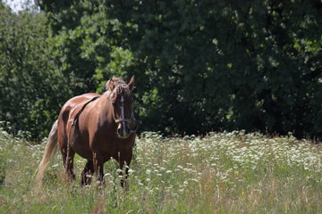 Fototapeta premium Koń pasący się na łące z wysoką zieloną trawą.