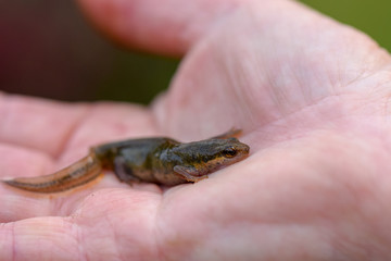 A Smooth Newt, also known as a Common Newt (Lissotriton vulgaris) with focus on the eye, held in a...