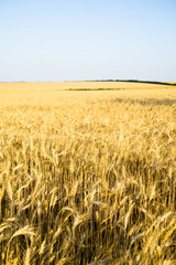 Ripe wheat field, yellow wheat ears close up