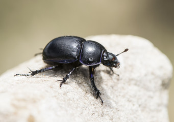 Dung beetle Trypocopris pyraeneus on brown background