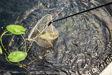 caught fish in angler's net