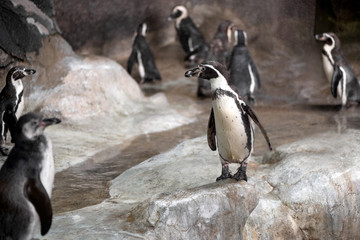 Fototapeta premium flock of pinguins
