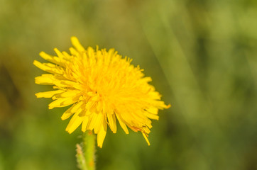 Yellow dandelion on a summer meadow