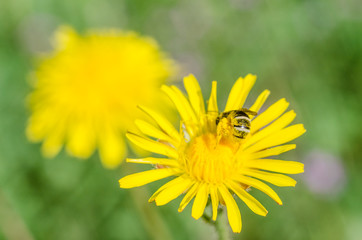 Yellow dandelions on a summer meadow with a bee