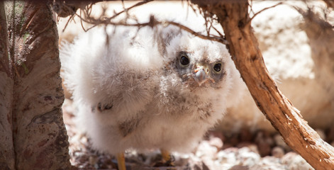 Cría de cernícalo común, Falco tinnunculus, todavia con plumón y sin plumas nacido libre en el...