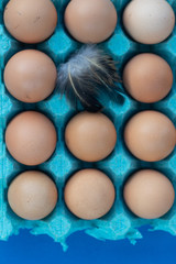 Fresh brown chicken eggs in a protective blue box, chicken feather on top of the egg. Local organic products.