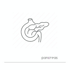 Pancreas icon isolated. Single thin line symbol of pancreas. Human body anatomy outline pictogram
