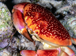 Fototapeta na wymiar Carpilius corallinus or batwing coral crab is a species of crab