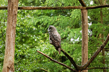 the great grey owl or great gray owl, Strix nebulosa, documented as the world's largest species of owl by length , it is shown here perched on a post in an unusual pose.