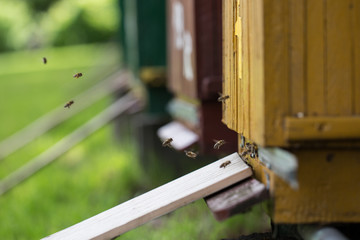 beehive, bees entering the hive. Beekeeping and honey collection