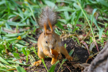 Eurasian red squirrel (Sciurus vulgaris) in the final stage of seasonal shedding from gray winter coat to red summer coat sitting in the middle of the green plants and eating piece of crisp bread ring