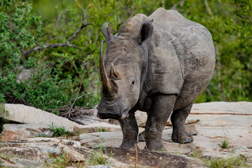 White Rhinoceros in Kruger National Park in South Africa