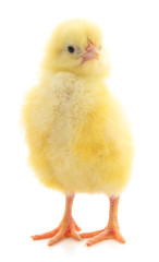 Little chicken isolated.