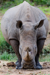 Obraz premium White Rhinoceros in Sabi Sands Game Reserve, part of the Greater Kruger Region, in South Africa