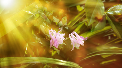 Floral background.beautiful blurred sunset background sun rays  pink Aquilegia