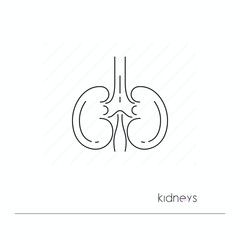 Kidneys icon isolated. Single thin line symbol of kidneys. Human body anatomy outline pictogram