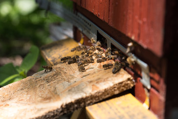 beehive, bees entering the hive. Beekeeping and honey collection
