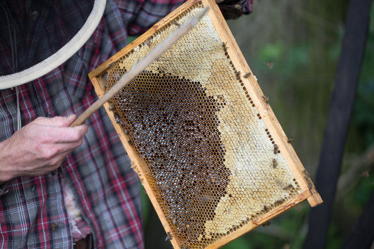 removing honey from a beehive - fresh honey in a frame removed by beekeeping.
