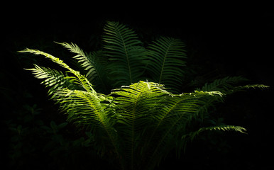 fern in the garden on a black background glows from the sun