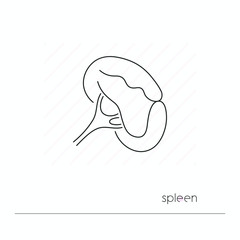 Spleen icon isolated. Single thin line symbol of abdomen organ. Human body anatomy outline pictogram
