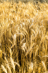 Fototapeta premium Ripe wheat field, yellow wheat ears close up