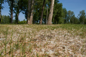 Poplar fluff in the park.