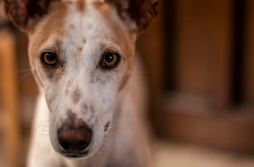 perro podenco mirando a camara con fondodesenfocado