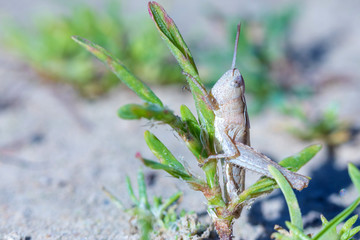 The macro shot of the beautiful grasshoper sitting in the grass in the sunny summer or spring day