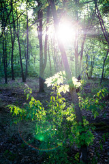 Bright sun flare on green leaves in the evening