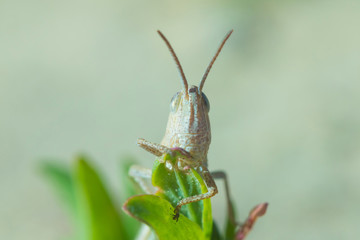 The macro shot of the beautiful grasshoper sitting in the grass in the sunny summer or spring day